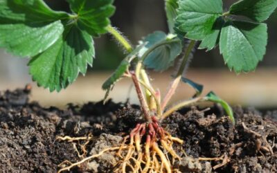 When Gratitude Takes Root