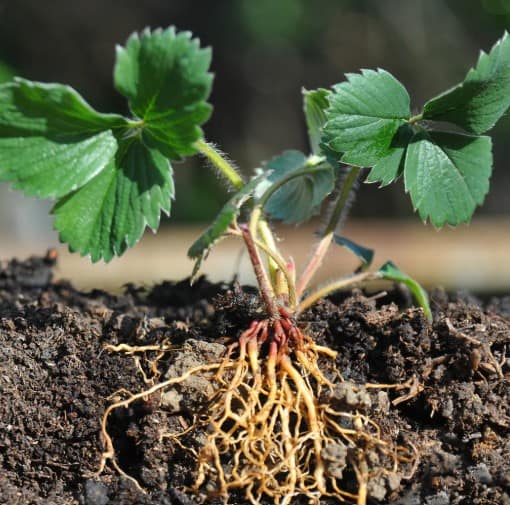 When Gratitude Takes Root