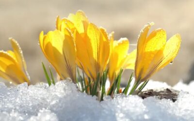 Spring: A Season of Hope in the PAL Recovery Journey