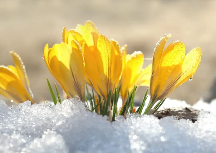 Spring: A Season of Hope in the PAL Recovery Journey